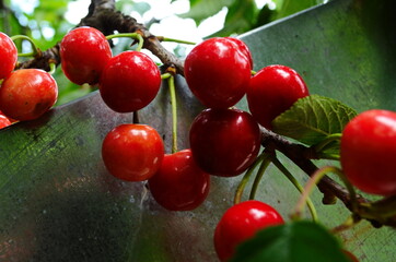 Red and sweet cherries on a branch just before harvest in early summer