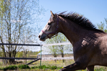 One gray horse galloping on the pasture