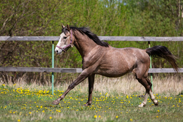 One gray horse galloping on the pasture