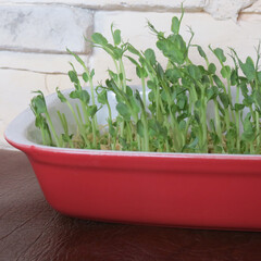 Ecologically green food. Fresh micro greens. Germinated sweet peas. Healthy eating concept.