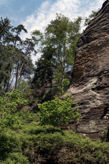 Grüner Märchenwald mit hängenden Gärten auf Sandstein - Felsen, Hängepflanzen,...