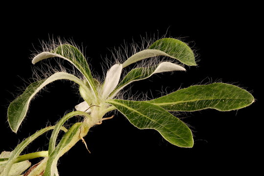 Mouse-Ear Hawkweed (Pilosella officinarum). Vegetative Shoot Closeup