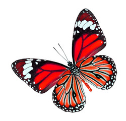 The Beautiful Red butterfly isolated on white background