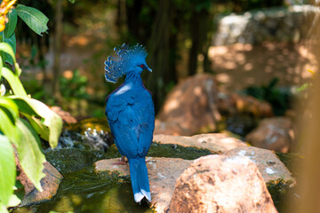 Unusual Crowned Pigeon in a green park. beauty of nature. Bird watching