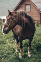 Obraz premium Horse on nature. Portrait of a horse, brown horse