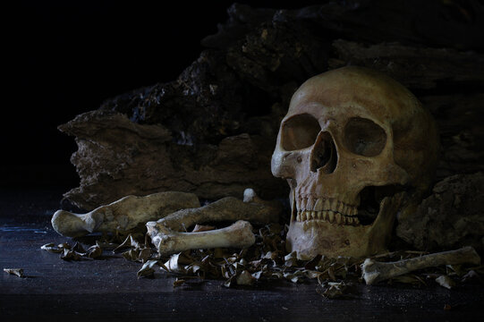 Skull and bone put on decay timber and dark floor in old room which has dim light and dark background