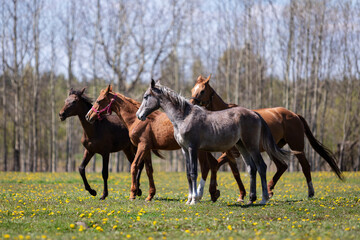Fototapeta na wymiar Herd of horses galloping on the pasture