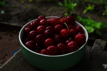 red ripe cherries in a green plate in the garden