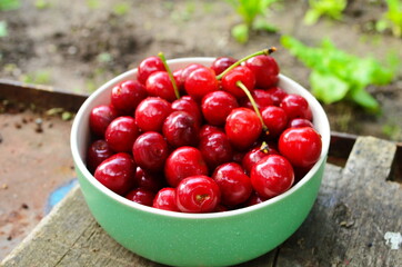 red ripe cherries in a green plate in the garden