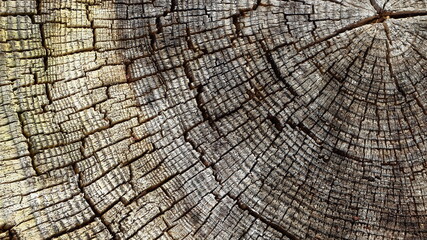 Fototapeta premium Texture and pattern of tree rings on an old tree trunk
