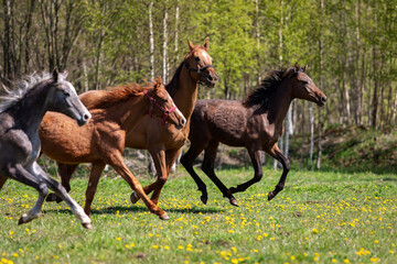 Herd of horses galloping on the pasture