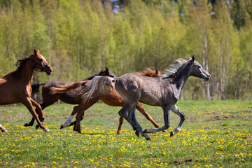Herd of horses galloping on the pasture