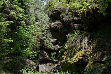 Gr&uuml;ner M&auml;rchenwald mit h&auml;ngenden G&auml;rten auf Sandstein - Felsen, H&auml;ngepflanzen, Elbsandsteingebirge - s&auml;chsische Schweiz