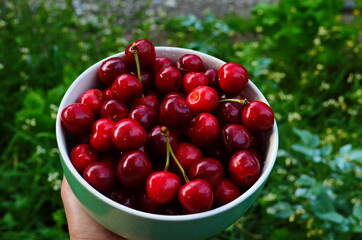 red ripe cherries in a green plate in the garden