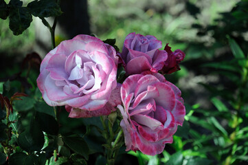 multi-colored roses on a bush