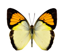 The yellow orange tip butterfly upper wing profile in natural color isolated on white background