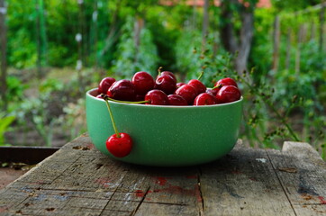 red ripe cherries in a green plate in the garden