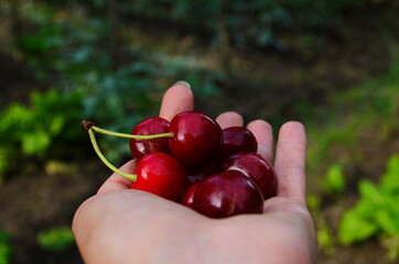 red ripe sweet cherries in a female hand in the garden