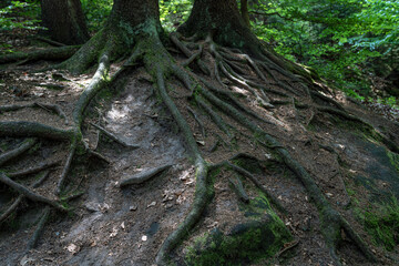 Grüner Märchenwald mit hängenden Gärten auf Sandstein - Felsen, Hängepflanzen, Elbsandsteingebirge - sächsische Schweiz