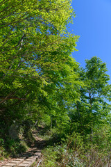 新緑の登山道