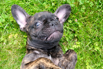 A cute brown and black French Bulldog Dog portrait, lies on her back in the grass with a cute expression in the wrinkled face