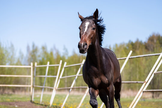Young chestnut horse galloping on the pasture