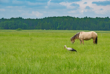 A stork walks on a summer pasture near the horses. Photographed close-up.