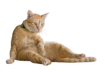 Cute orange cat sitting like a person on an isolated white background and clipping path