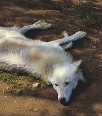 nice wolf resting 