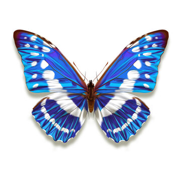 Morpho cypris butterfly illustration with iridescent blue wings of such ethereal purity unequalled in its brilliance from South America isolated on white