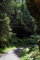 Grüner Märchenwald mit hängenden Gärten auf Sandstein - Felsen, Hängepflanzen,...