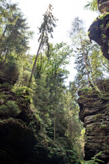 Fototapeta na wymiar Grüner Märchenwald mit hängenden Gärten auf Sandstein - Felsen, Hängepflanzen, Elbsandsteingebirge - sächsische Schweiz
