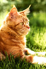Female red solid maine coon cat lying on green grass. Beautiful brushes on ears. Closeup profile view