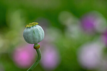 Opium poppy Papaver somniferum seed head on nature colorful background
