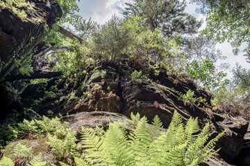 Grüner Märchenwald mit hängenden Gärten auf Sandstein - Felsen, Hängepflanzen,...