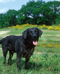 LABRADOR