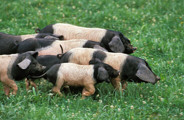 COCHON BASQUE