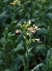 TABAC nicotiana tabacum