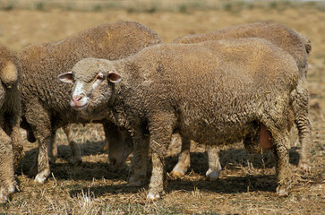 MOUTON MERINOS