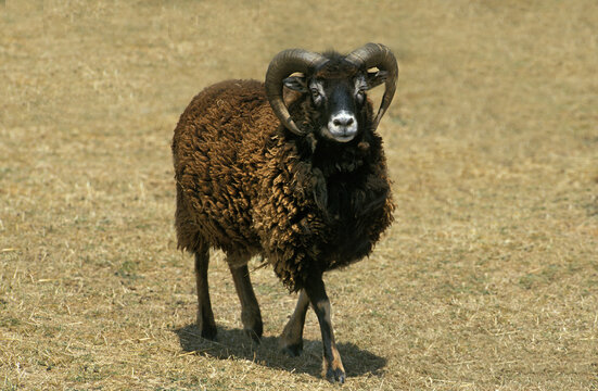 MOUTON DE SOAY