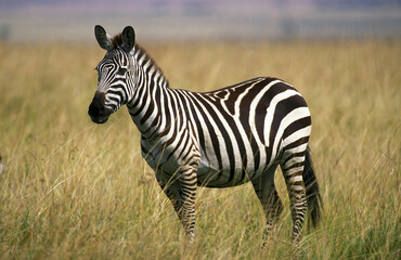 ZEBRE DE BURCHELL equus burchelli © slowmotiongli