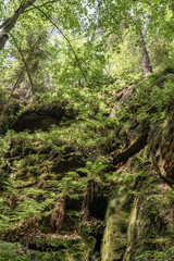 Grüner Märchenwald mit hängenden Gärten auf Sandstein - Felsen, Hängepflanzen,...