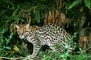 OCELOT leopardus pardalis