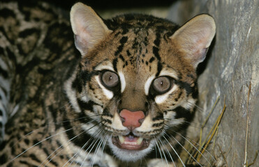 Fototapeta na wymiar OCELOT leopardus pardalis