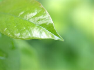 Fototapeta na wymiar Closeup green leaf of plant with soft focus ,macro image, bright and blurred for background, sweet color, nature leaves for card design