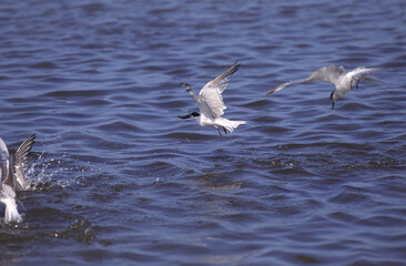 STERNE PIERREGARIN sterna hirundo