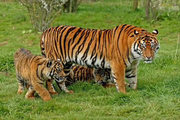Fototapeta premium TIGRE DE SUMATRA panthera tigris sumatrae