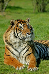 Fototapeta na wymiar TIGRE DE SUMATRA panthera tigris sumatrae