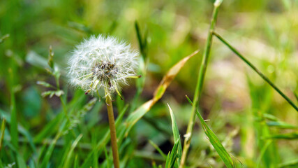 道端に咲いた綿毛のタンポポ