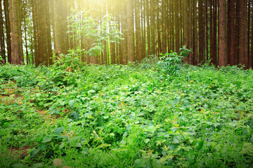 Fototapety na wymiar - Fototapeta24.pl